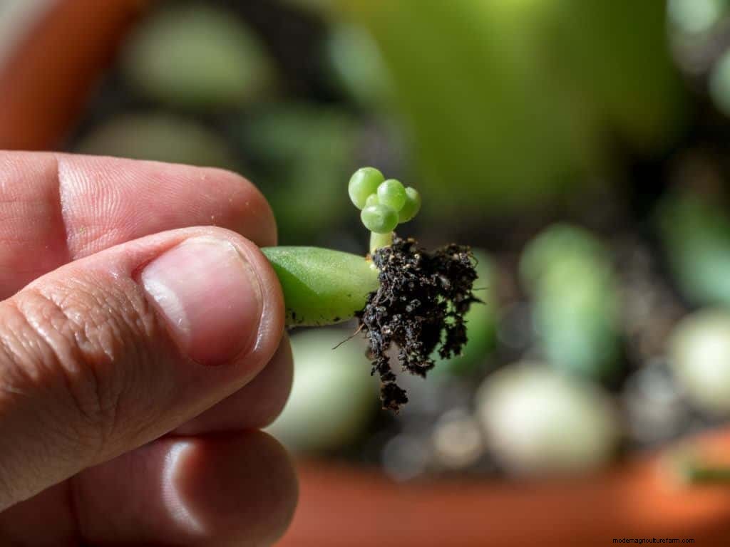 3 Ways To Propagate Succulents From Leaf, Stem Or Branch Cuttings