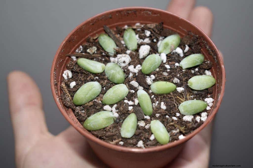 3 Ways To Propagate Succulents From Leaf, Stem Or Branch Cuttings