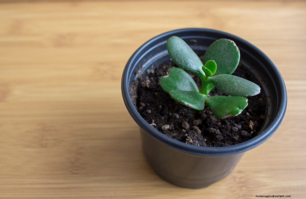3 Ways To Propagate Succulents From Leaf, Stem Or Branch Cuttings