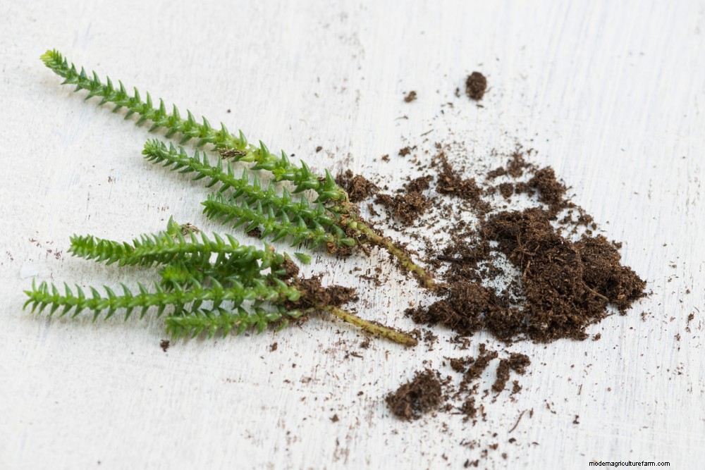 3 Ways To Propagate Succulents From Leaf, Stem Or Branch Cuttings