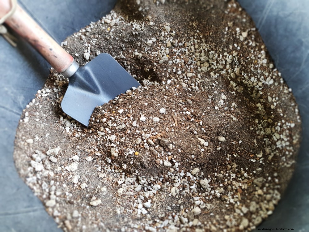 3 Ways To Propagate Succulents From Leaf, Stem Or Branch Cuttings