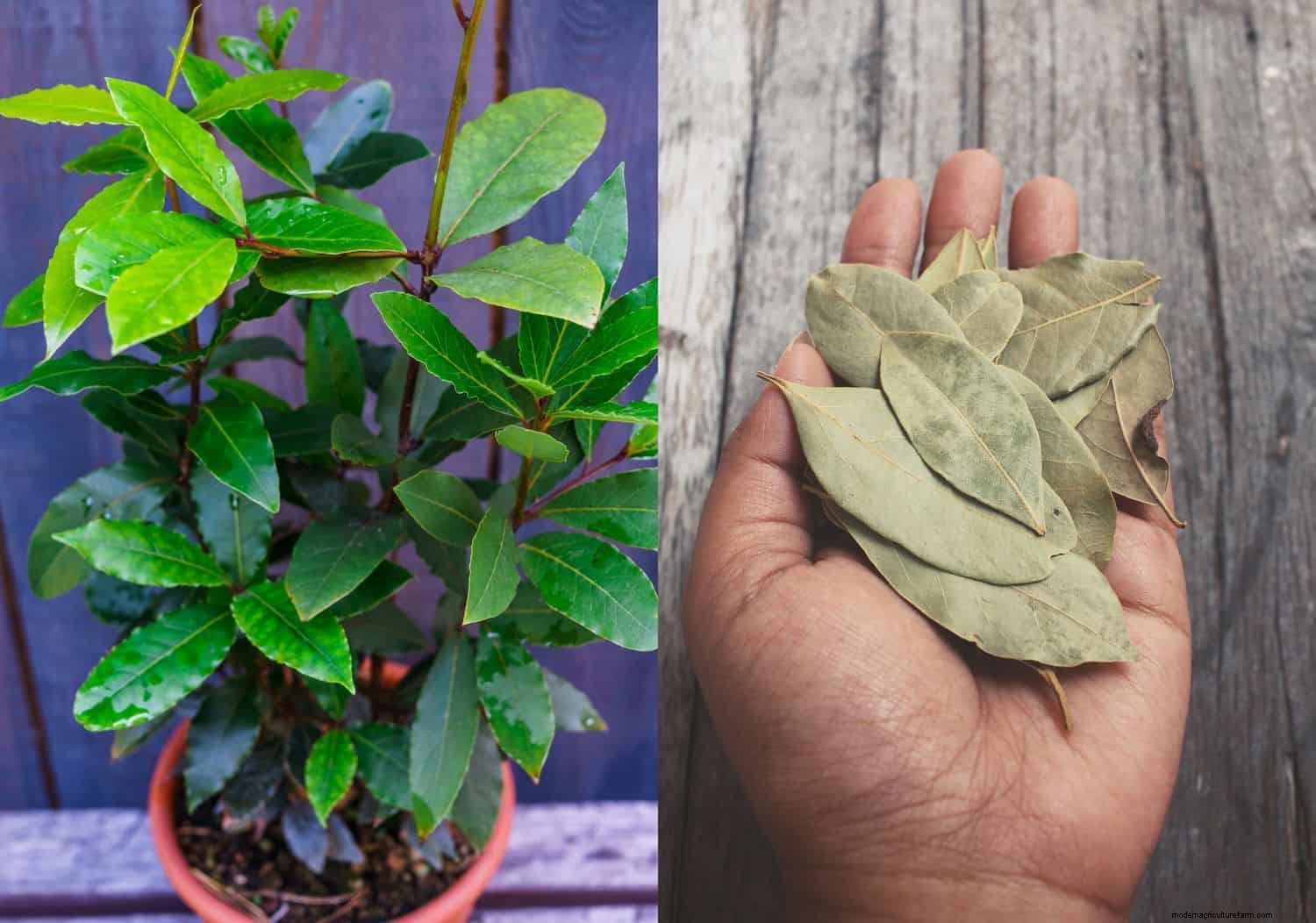How To Grow & Care For A Bay Tree & Bay Leaf Uses