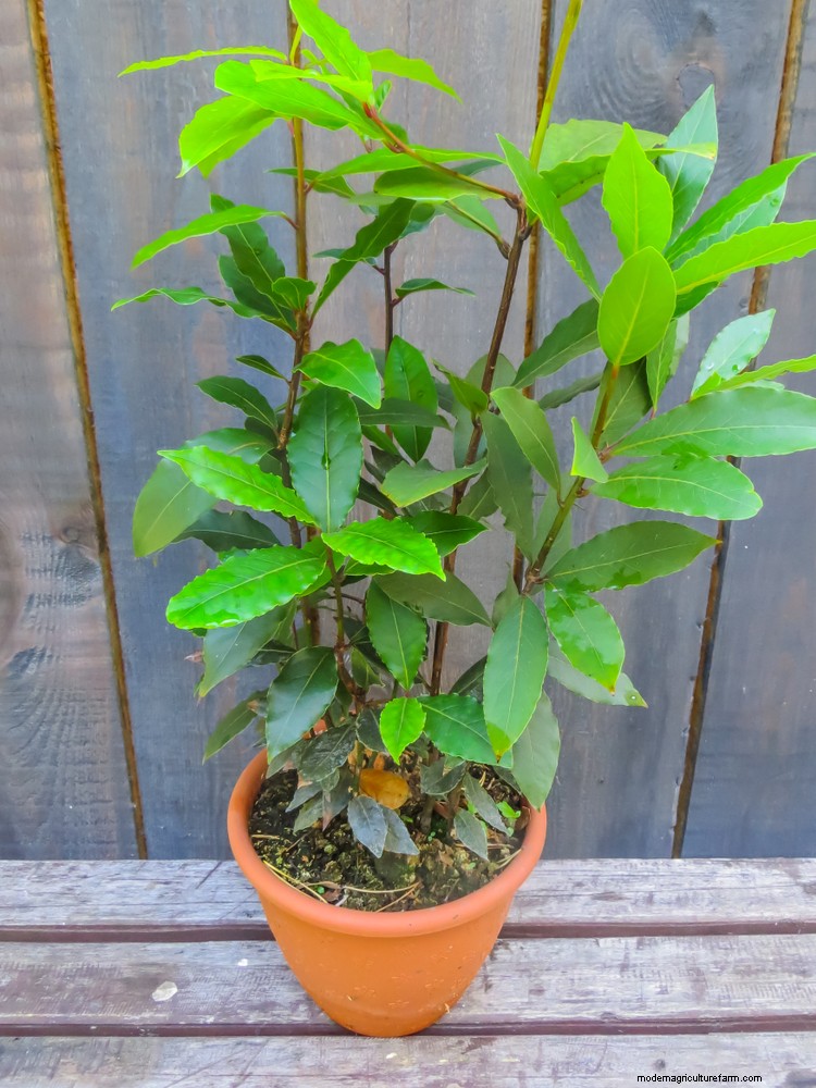How To Grow & Care For A Bay Tree & Bay Leaf Uses