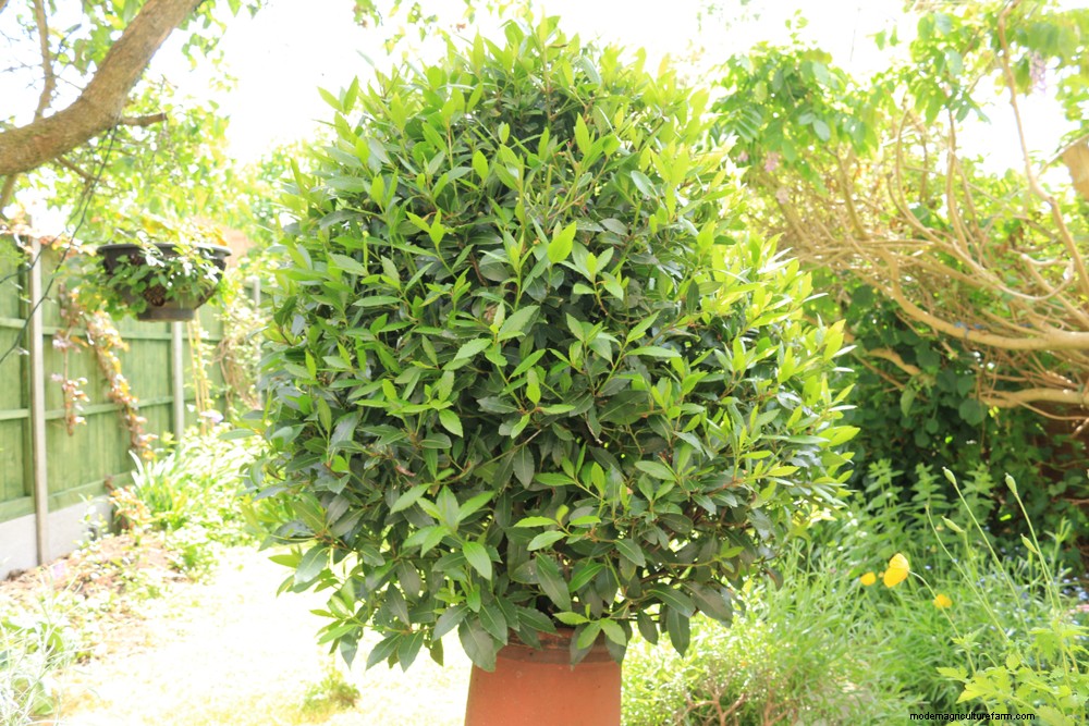 How To Grow & Care For A Bay Tree & Bay Leaf Uses