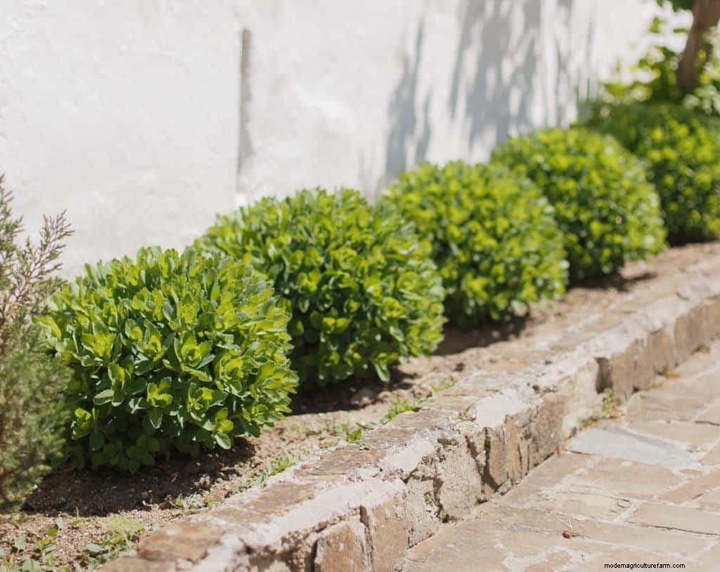 How To Grow & Care For A Bay Tree & Bay Leaf Uses