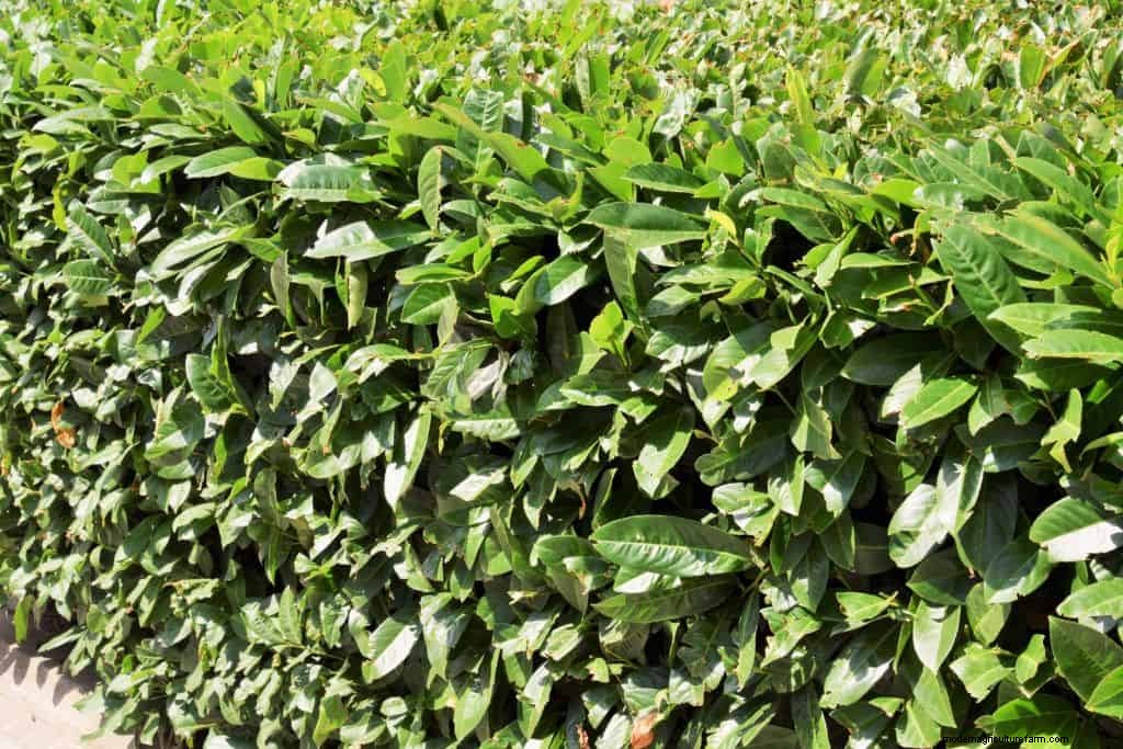 How To Grow & Care For A Bay Tree & Bay Leaf Uses