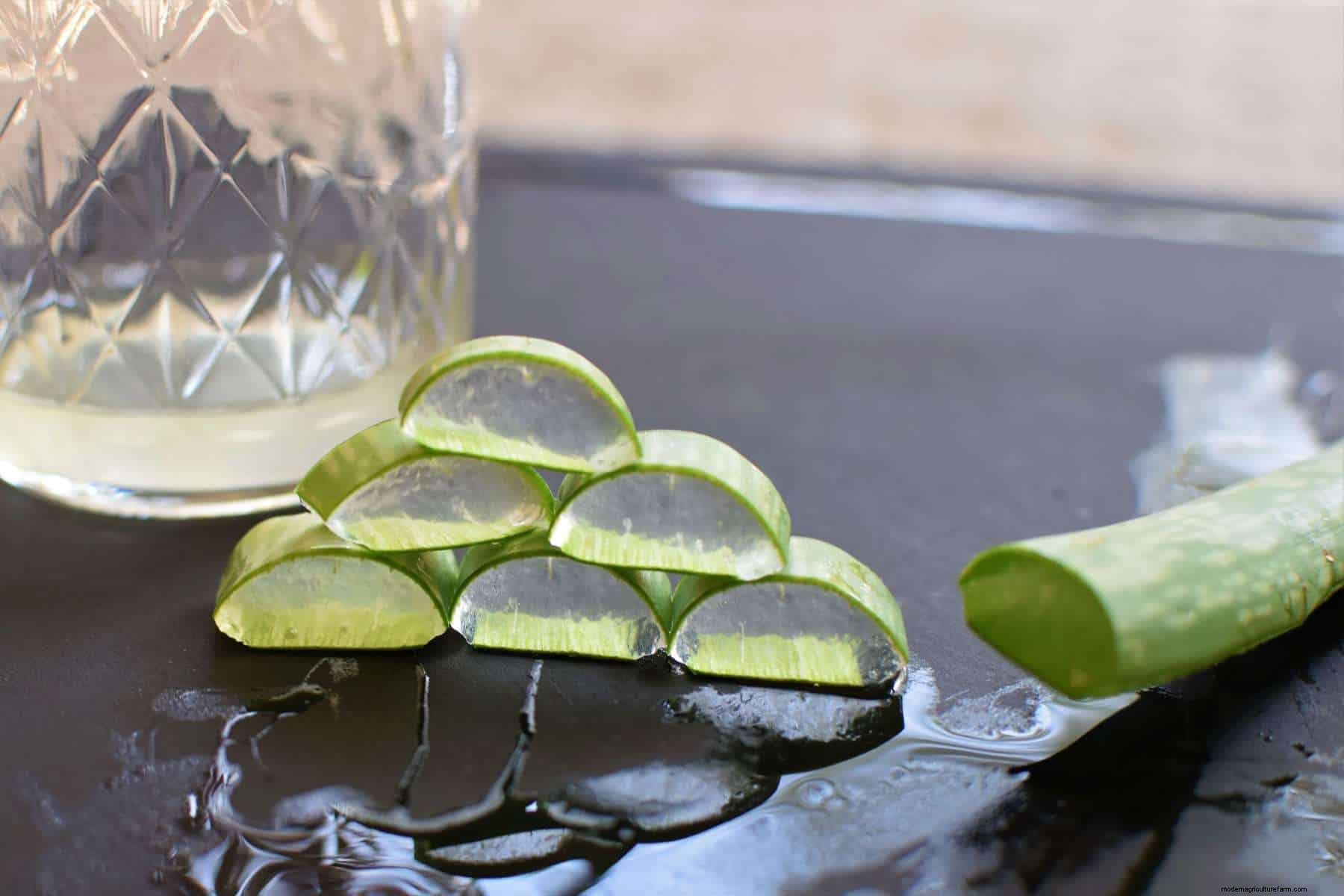 Aloe Vera Gel: How To Harvest It and 20 Ways To Use It