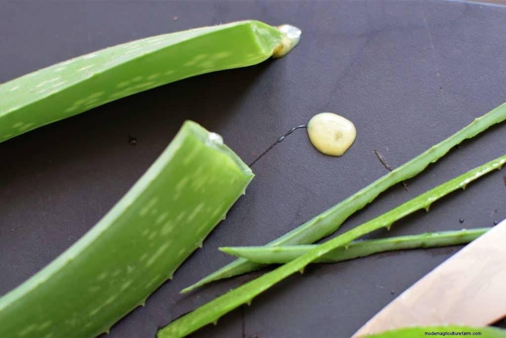 Aloe Vera Gel: How To Harvest It and 20 Ways To Use It