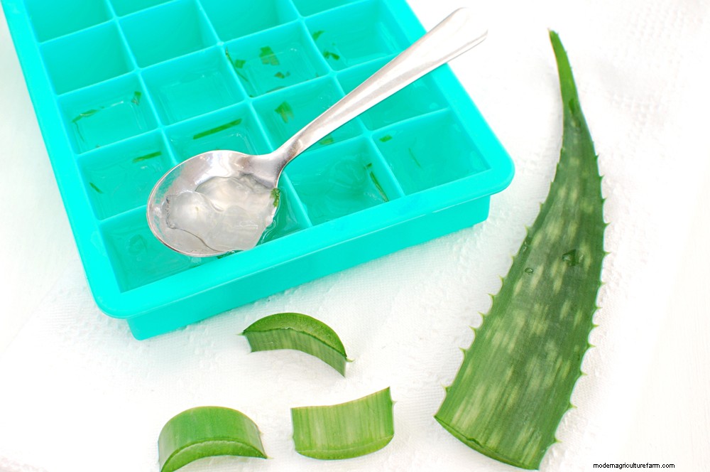 Aloe Vera Gel: How To Harvest It and 20 Ways To Use It