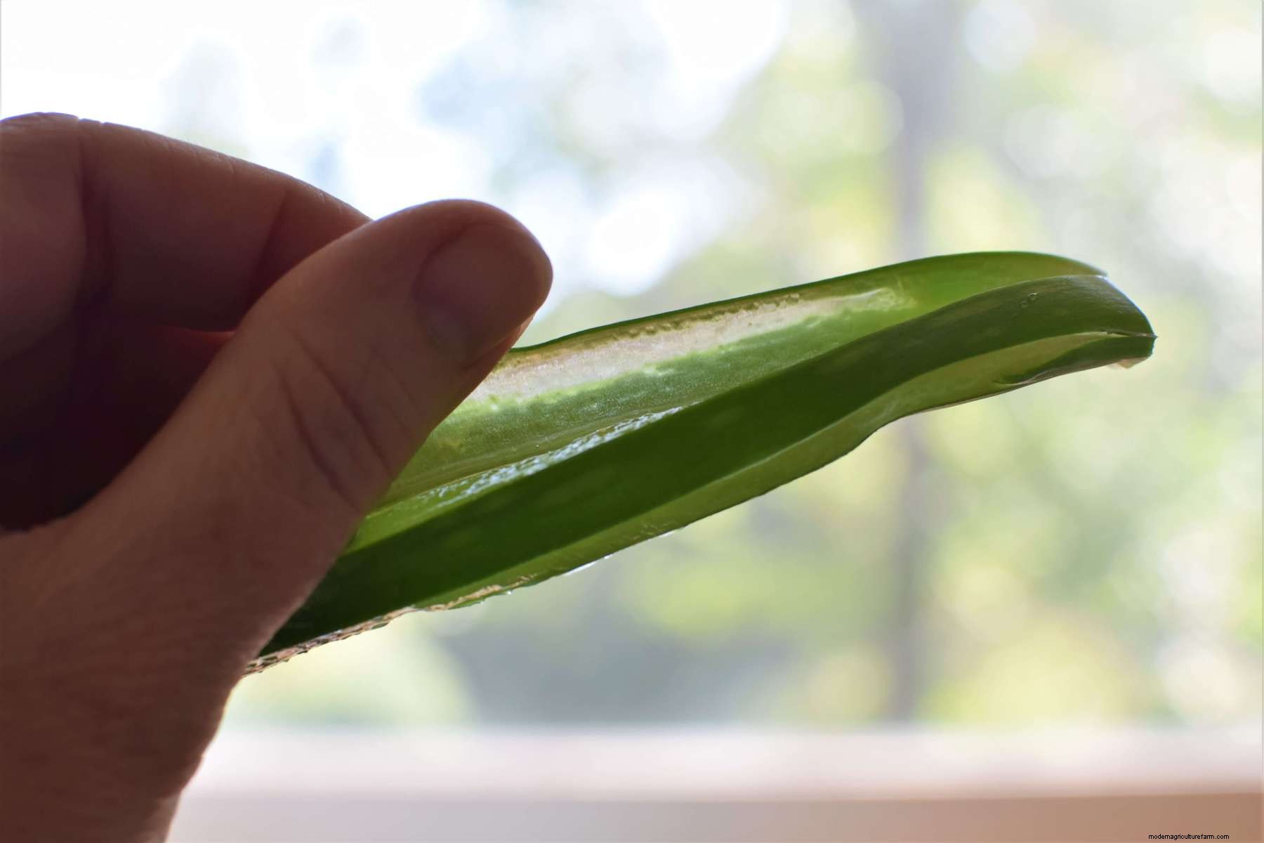 Aloe Vera Gel: How To Harvest It and 20 Ways To Use It