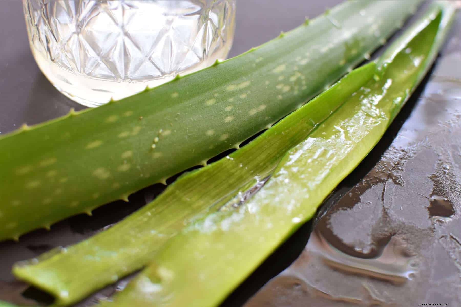 Aloe Vera Gel: How To Harvest It and 20 Ways To Use It