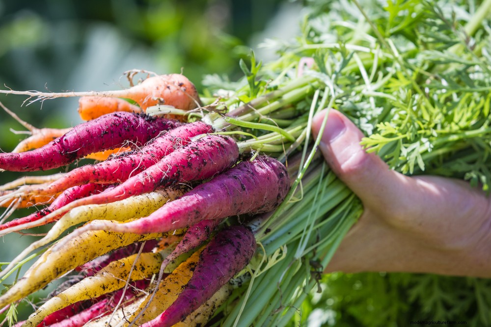 17 Easiest Fruits & Vegetables ANY Gardener Can Grow