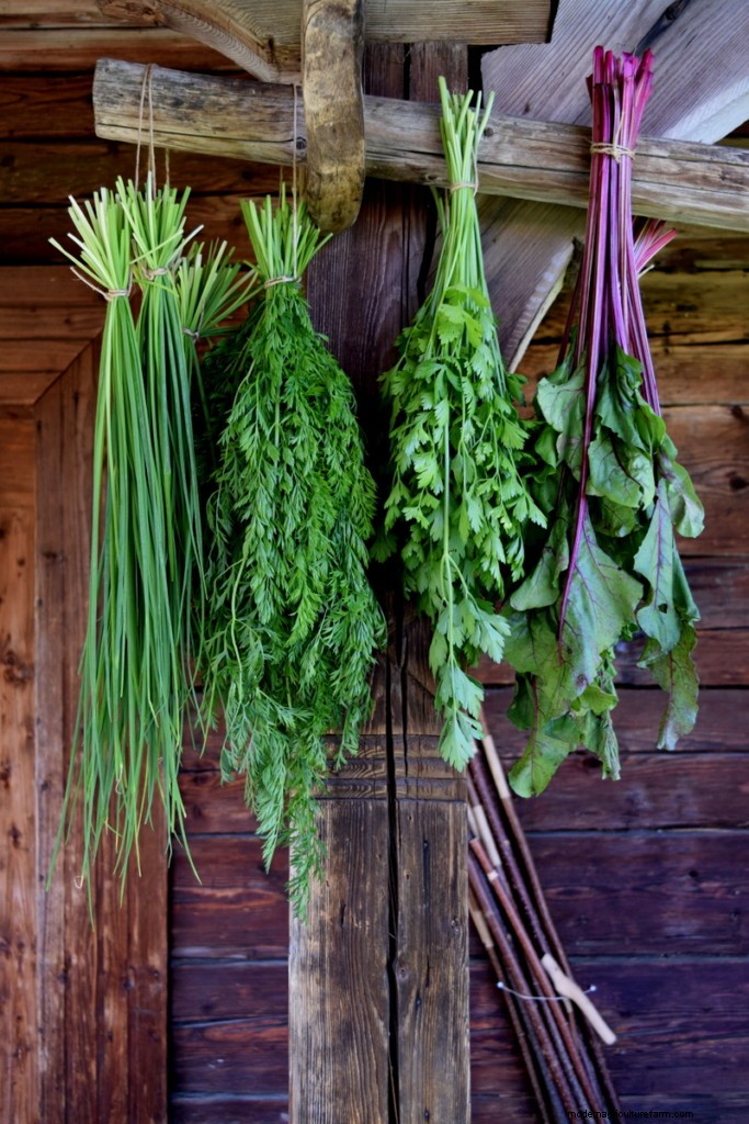 17 Easiest Fruits & Vegetables ANY Gardener Can Grow