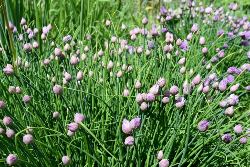 17 Easiest Fruits & Vegetables ANY Gardener Can Grow