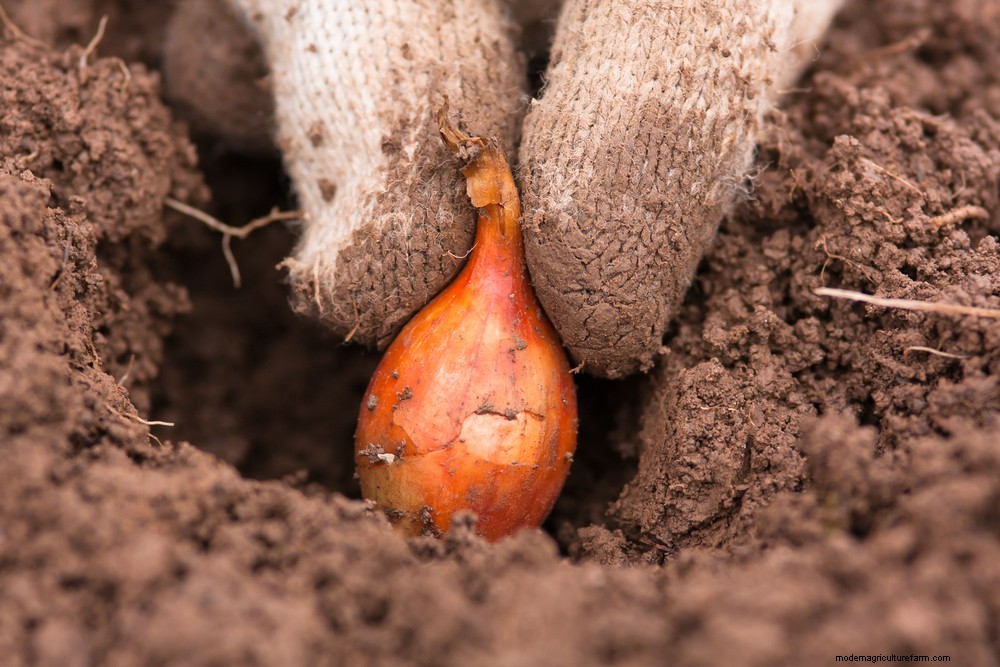 17 Easiest Fruits & Vegetables ANY Gardener Can Grow