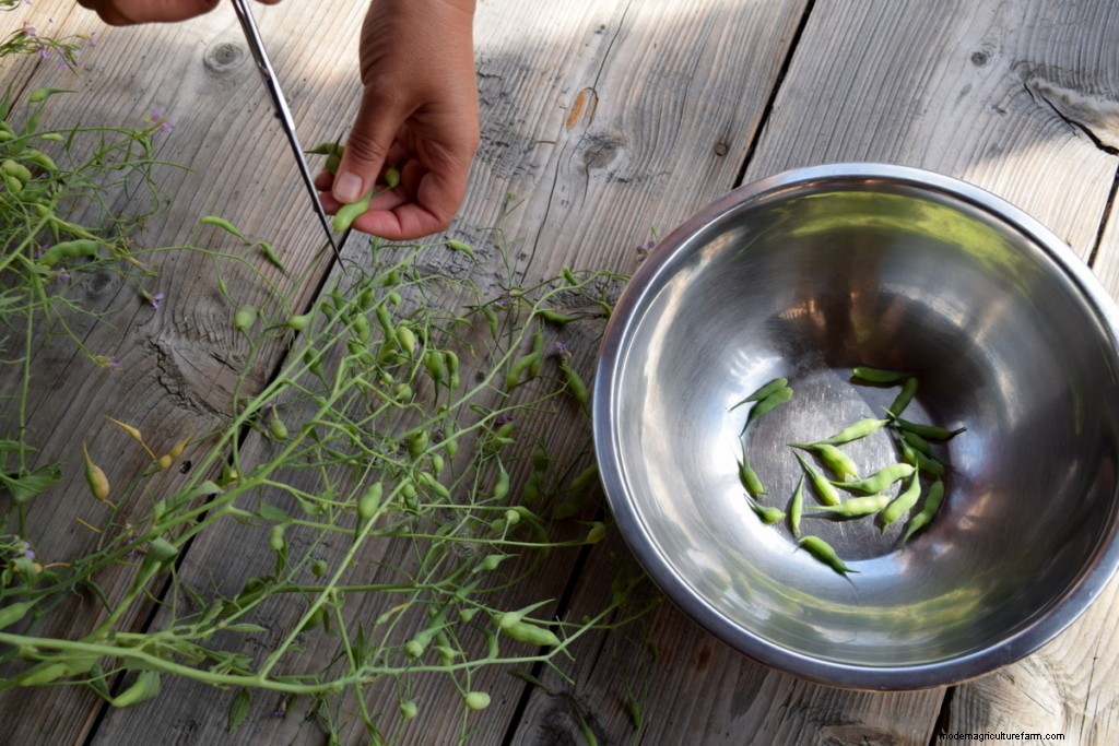 17 Easiest Fruits & Vegetables ANY Gardener Can Grow