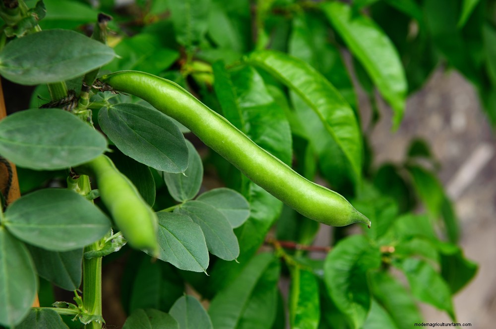 17 Easiest Fruits & Vegetables ANY Gardener Can Grow