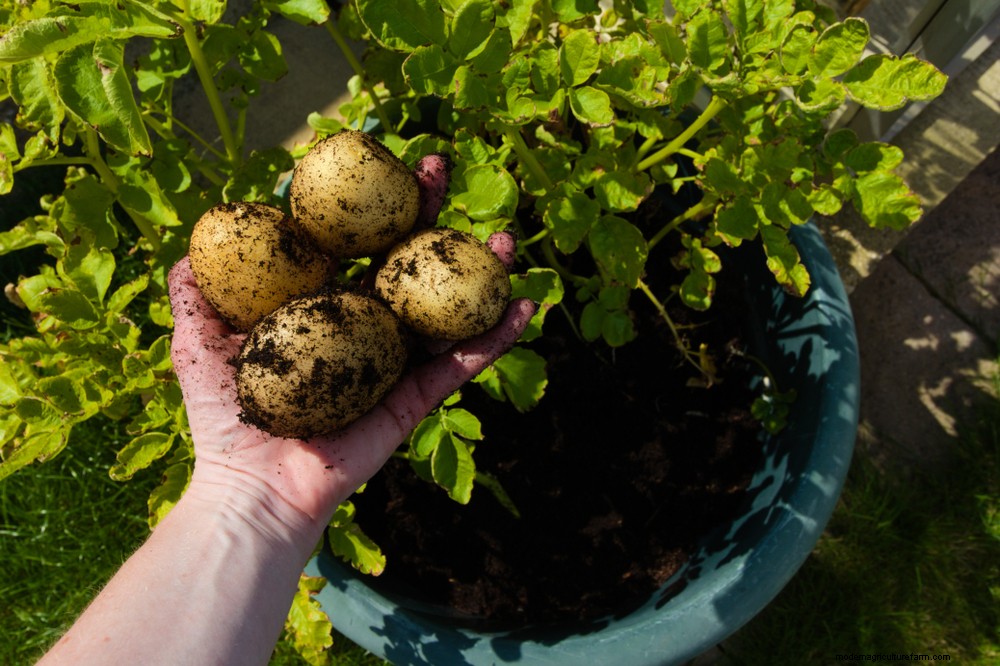17 Easiest Fruits & Vegetables ANY Gardener Can Grow