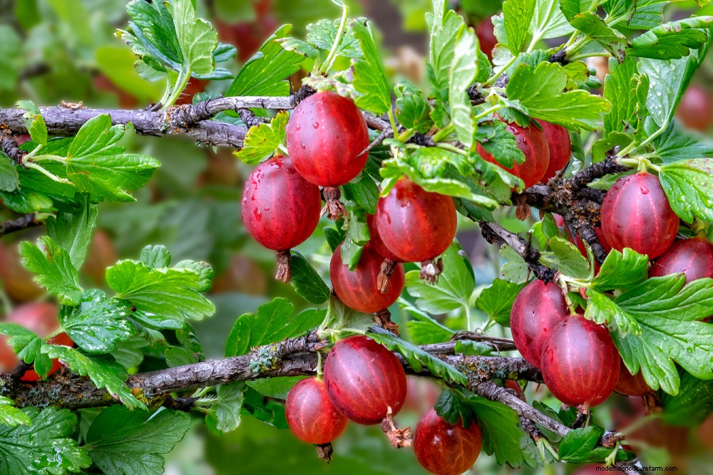 17 Easiest Fruits & Vegetables ANY Gardener Can Grow