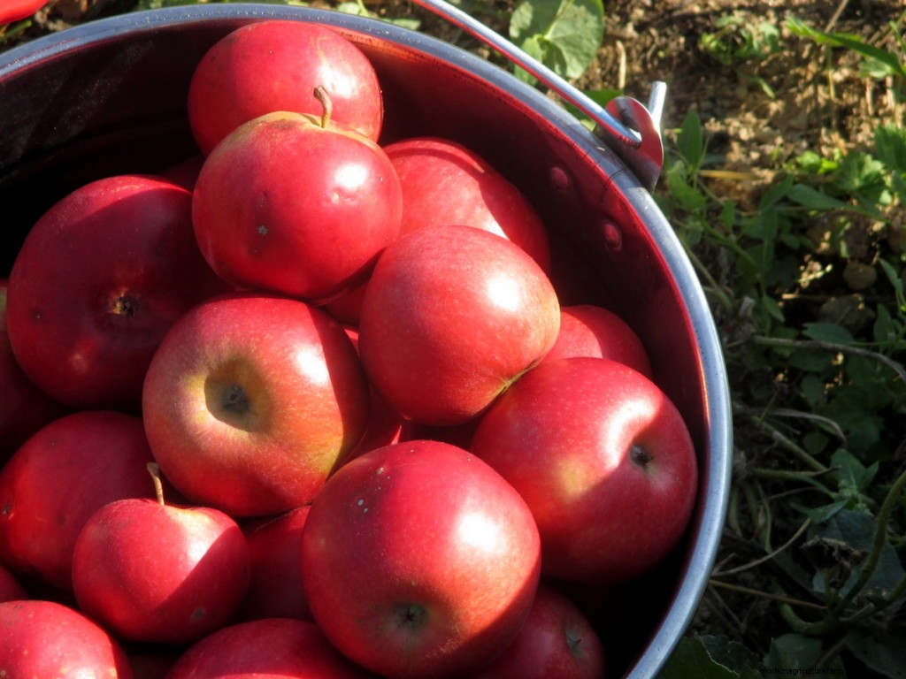 17 Easiest Fruits & Vegetables ANY Gardener Can Grow