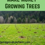 5 Ways To Make Money Growing Trees Even If You Have A Tiny Space
