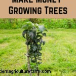 5 Ways To Make Money Growing Trees Even If You Have A Tiny Space