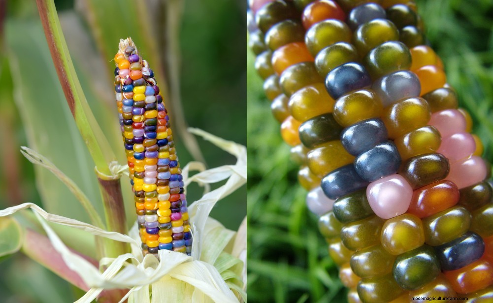 How To Grow & Use Glass Gem Corn – The Most Beautiful Corn In The World