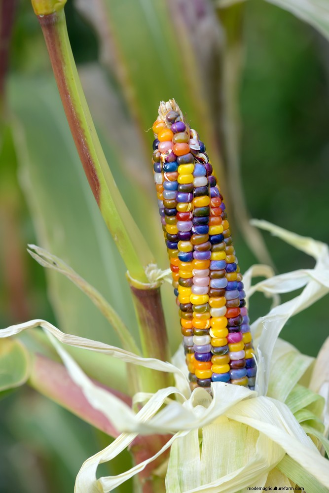How To Grow & Use Glass Gem Corn – The Most Beautiful Corn In The World