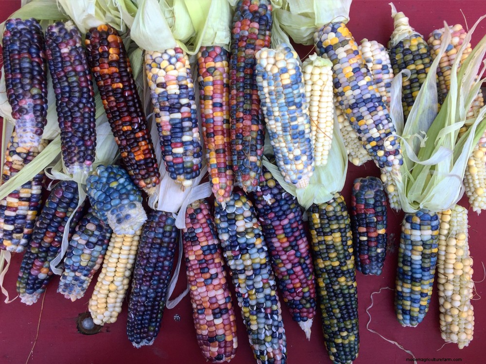 How To Grow & Use Glass Gem Corn – The Most Beautiful Corn In The World