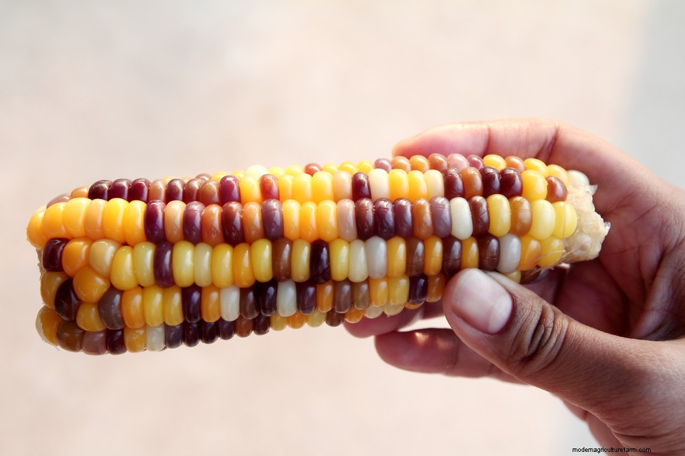 How To Grow & Use Glass Gem Corn – The Most Beautiful Corn In The World