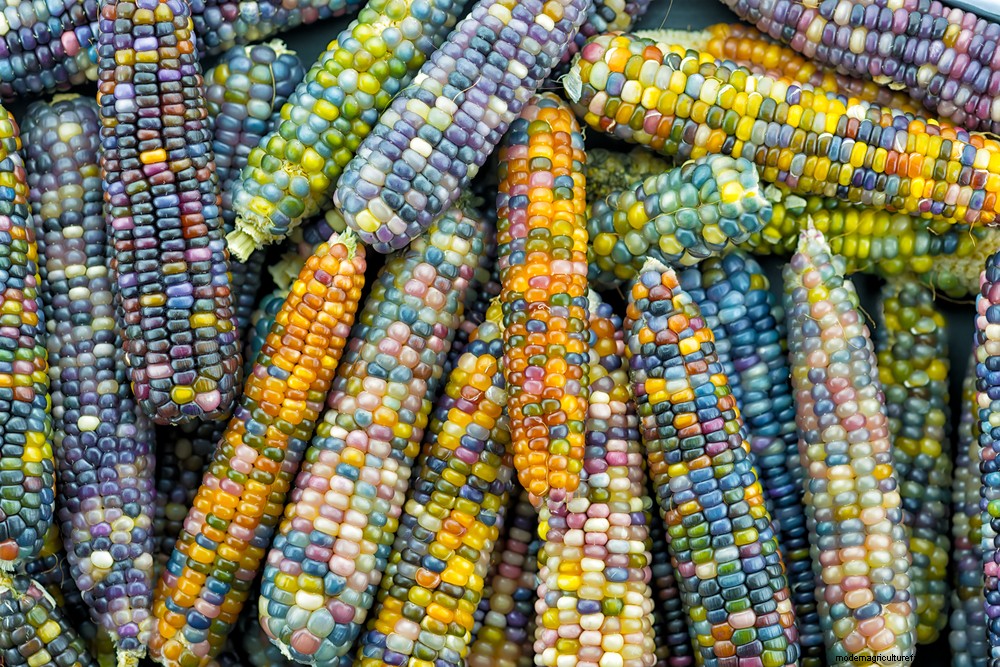 How To Grow & Use Glass Gem Corn – The Most Beautiful Corn In The World