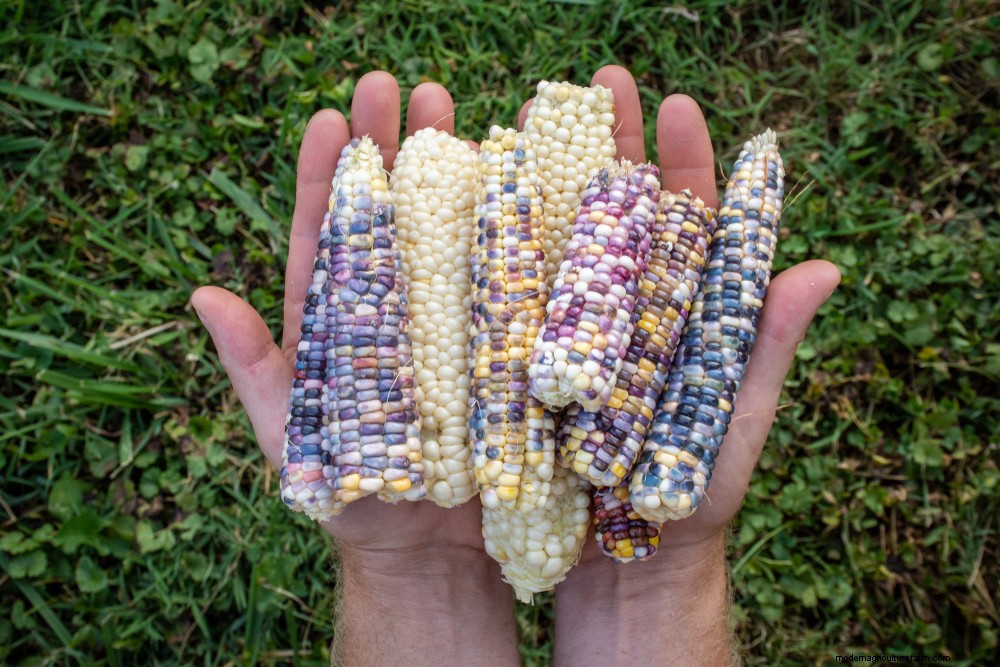 How To Grow & Use Glass Gem Corn – The Most Beautiful Corn In The World