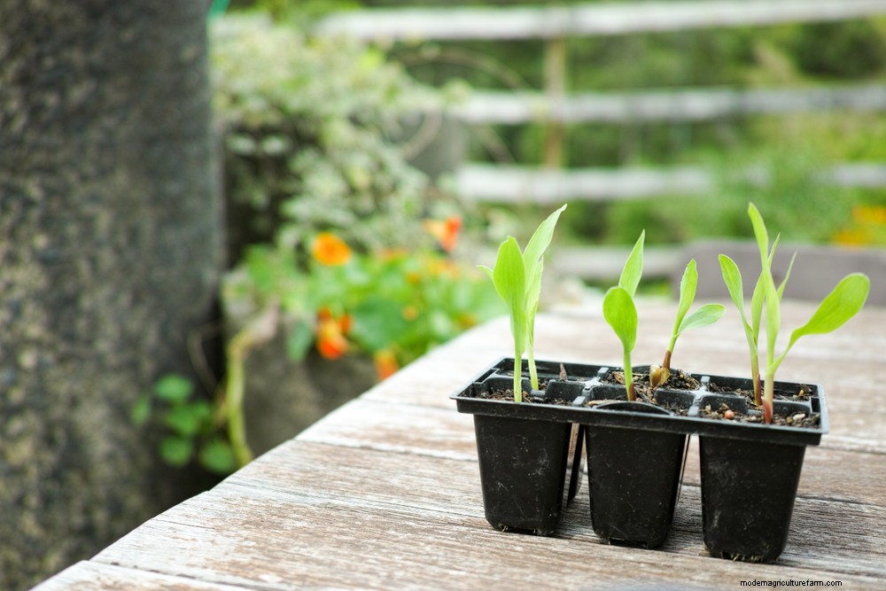 How To Grow & Use Glass Gem Corn – The Most Beautiful Corn In The World