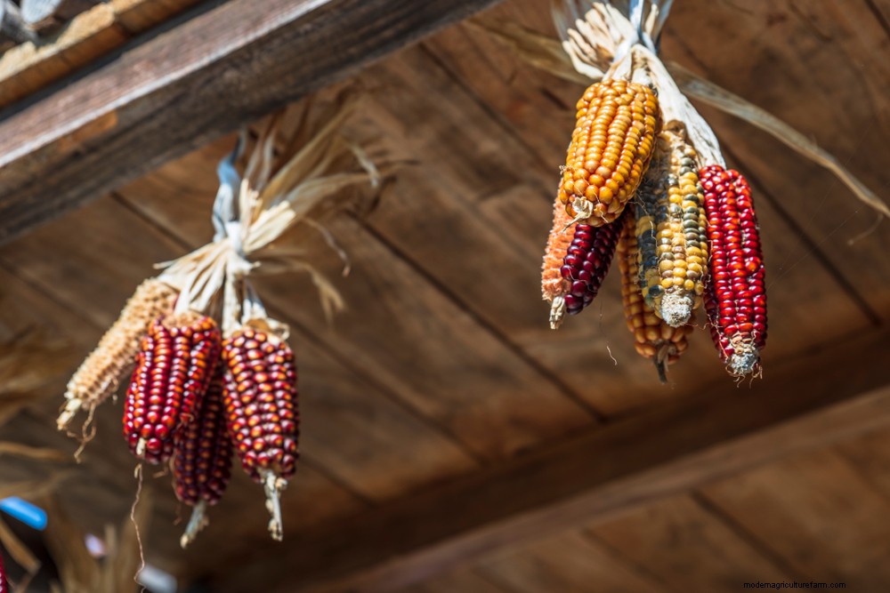 How To Grow & Use Glass Gem Corn – The Most Beautiful Corn In The World