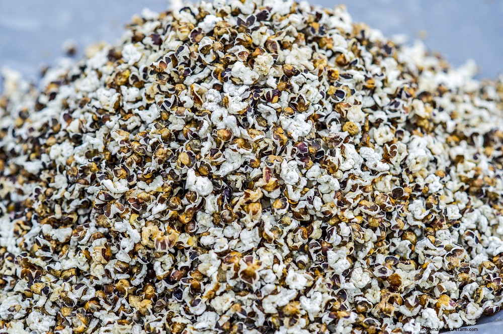 How To Grow & Use Glass Gem Corn – The Most Beautiful Corn In The World