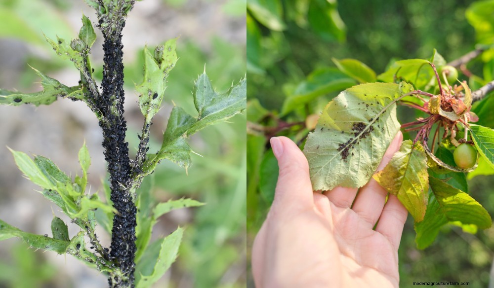 3 Organic Pesticides That Really Work (But Only As A Last Resort)