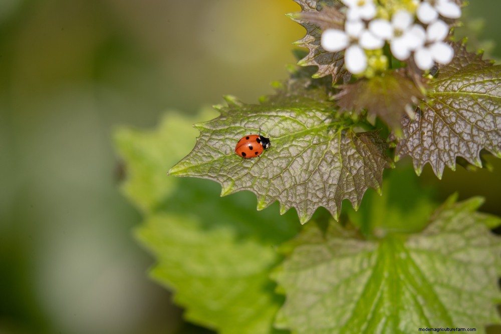 3 Organic Pesticides That Really Work (But Only As A Last Resort)