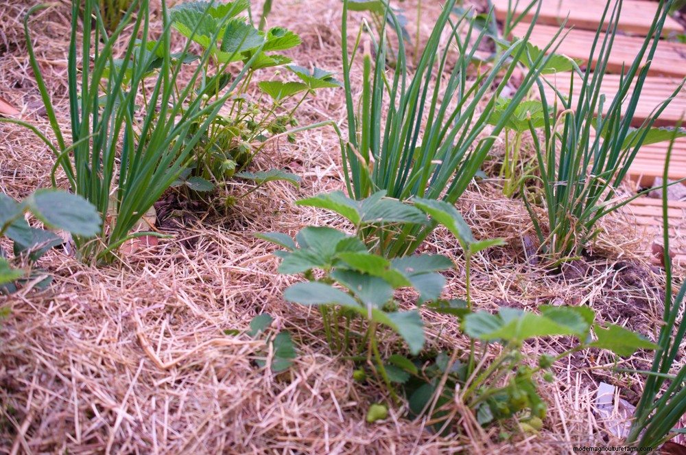 3 Organic Pesticides That Really Work (But Only As A Last Resort)