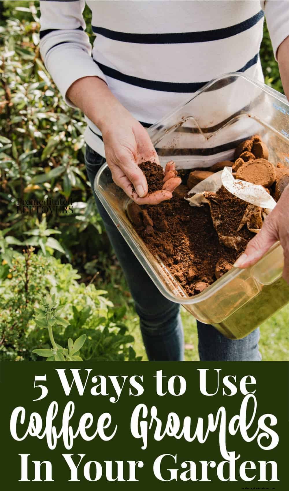 5 Ways to Use Coffee Grounds in the Garden