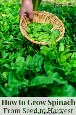 Tips for Growing Spinach in Your Garden