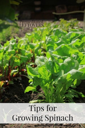 Tips for Growing Spinach in Your Garden