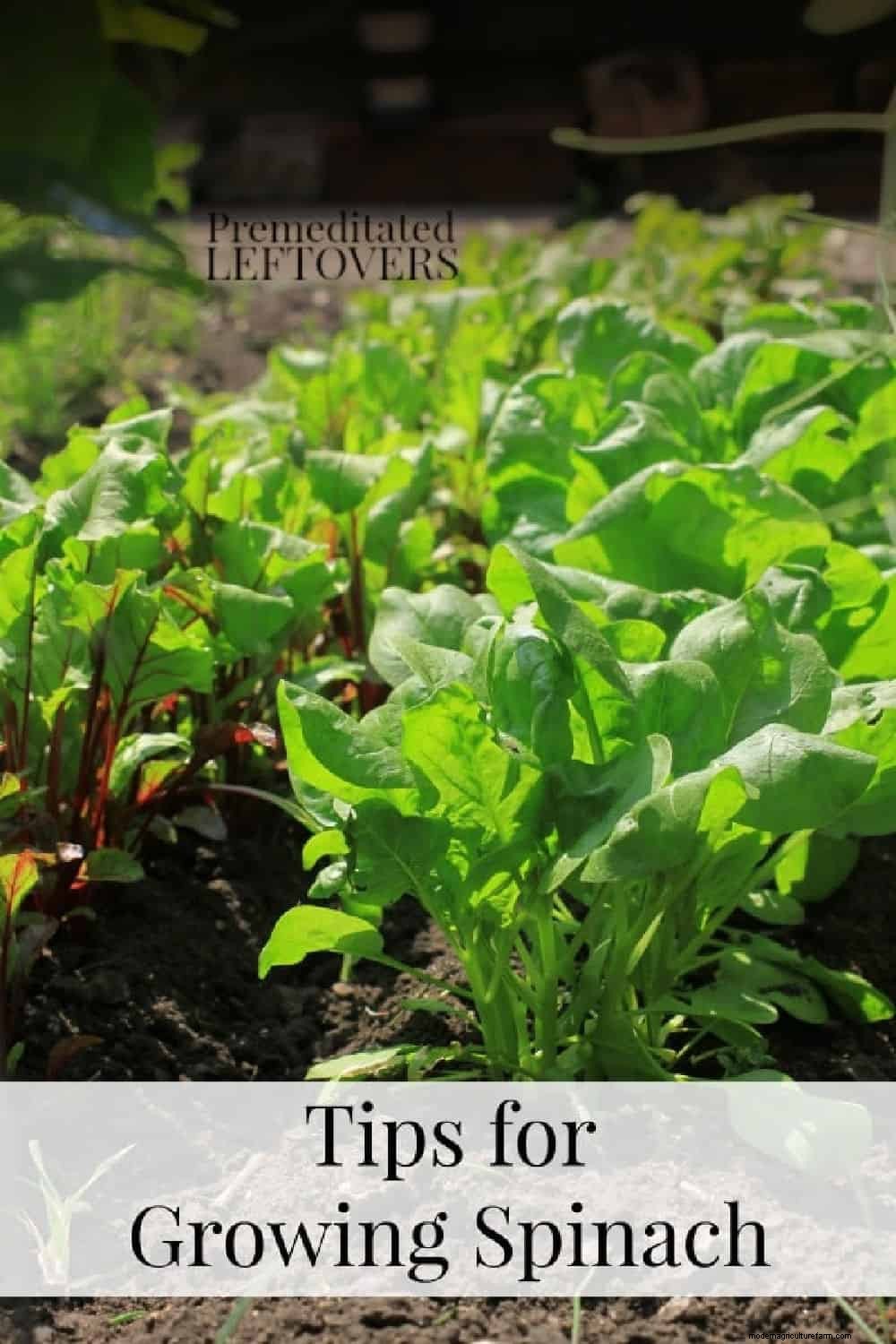 Tips for Growing Spinach in Your Garden