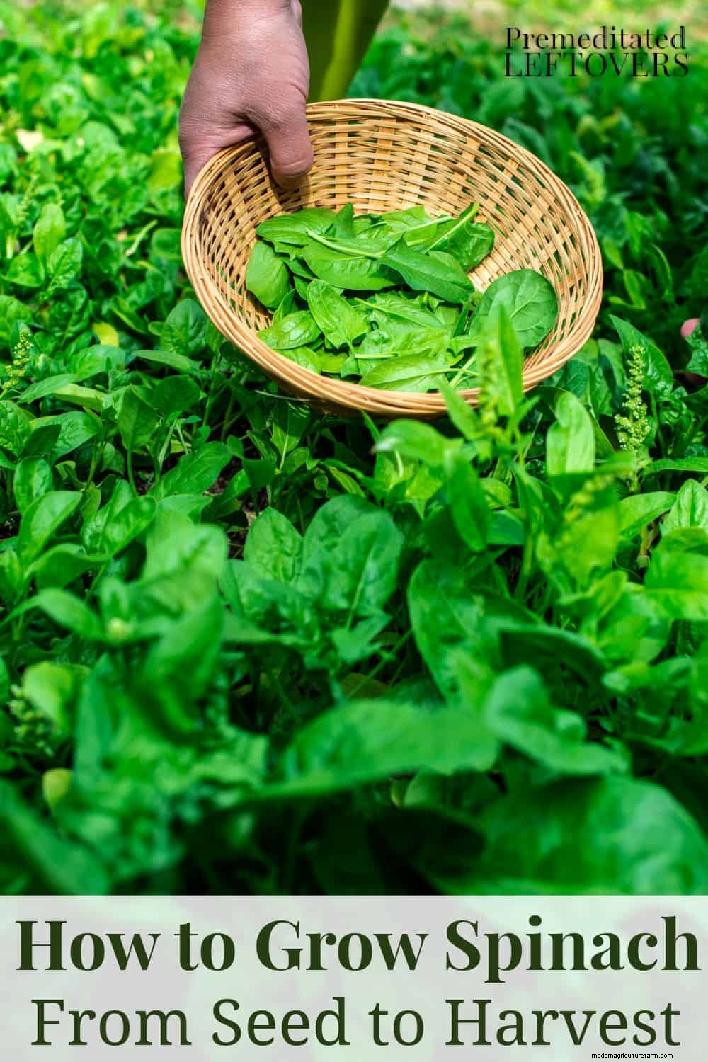 Tips for Growing Spinach in Your Garden
