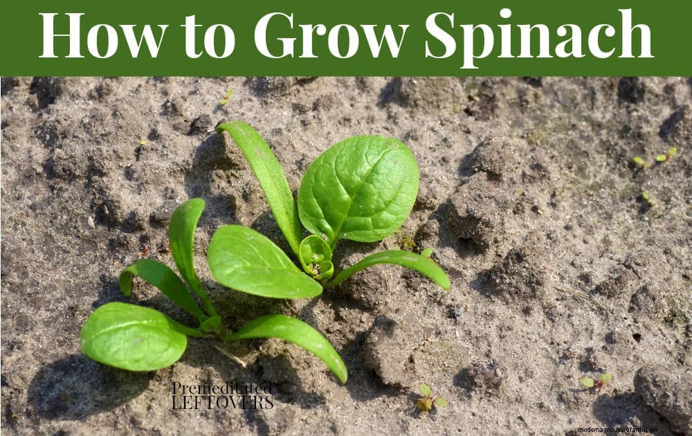 Tips for Growing Spinach in Your Garden