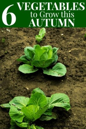 6 Crops That Will Grow Well into Fall