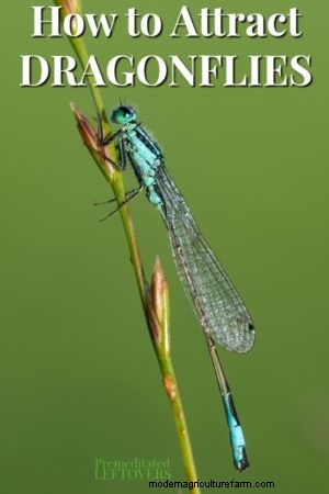 How to Attract Dragonflies to Your Yard