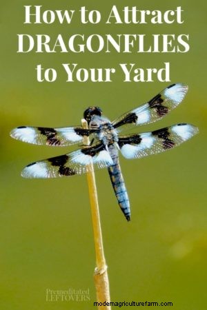 How to Attract Dragonflies to Your Yard