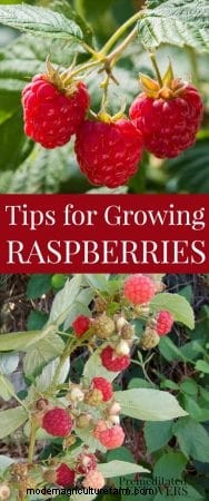 Tips for Growing Raspberries