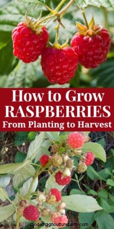 Tips for Growing Raspberries