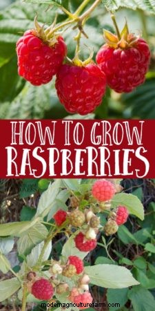 Tips for Growing Raspberries